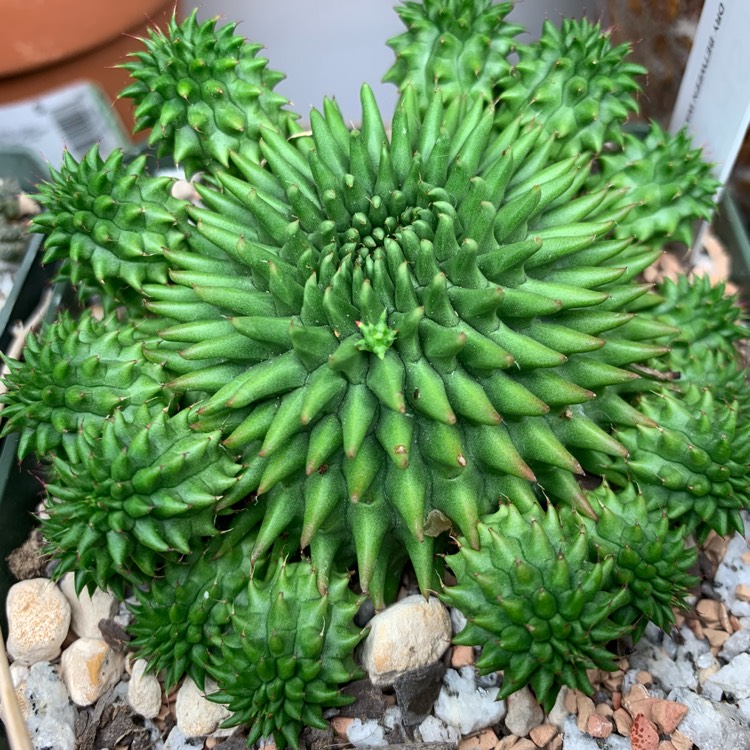 Plant image Euphorbia susannae