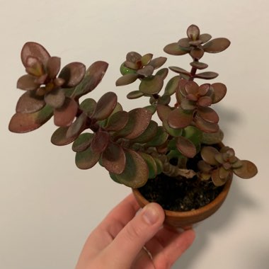 Crassula Ovata