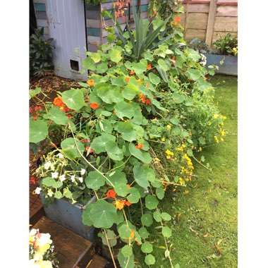 Nasturtium