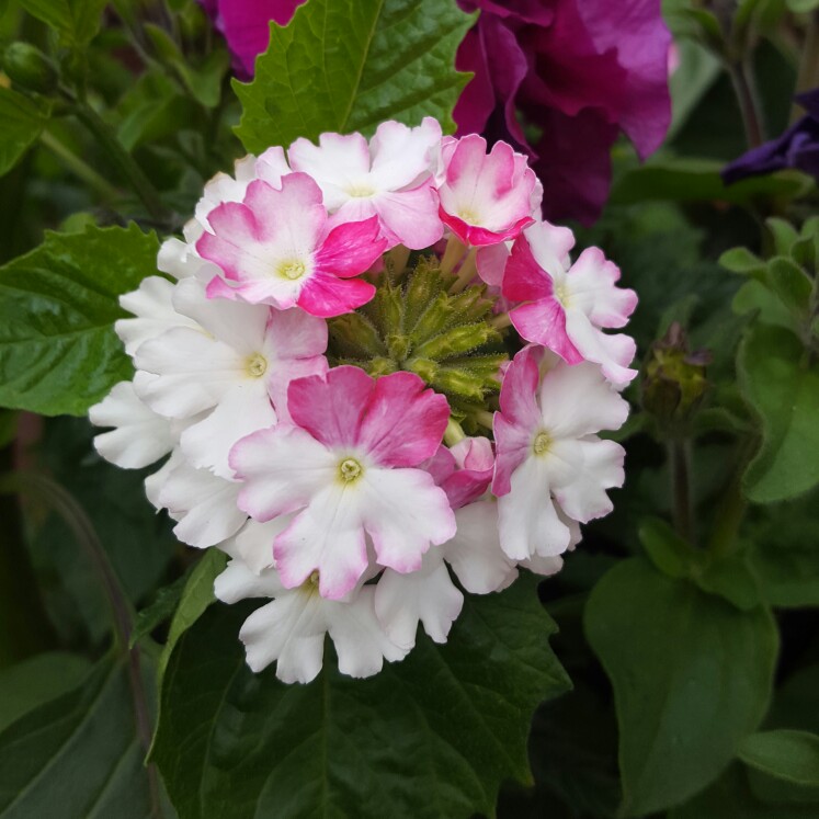 Plant image Verbena 'Twister Pink'