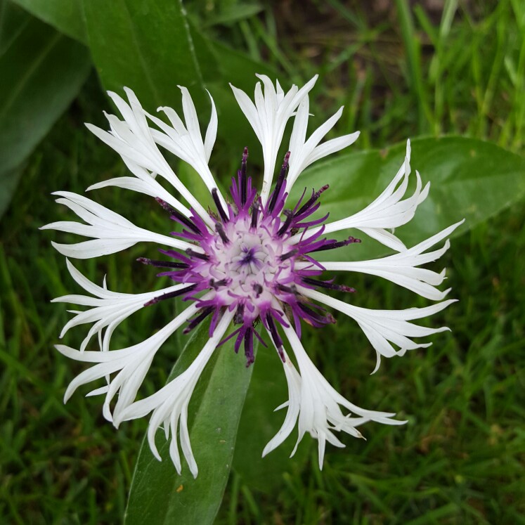 plant image 114518