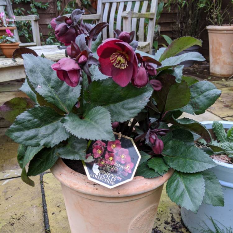 Plant image Helleborus 'HGC Ice 'N' Roses Brunello' (HGC Ice 'N' Roses Series)