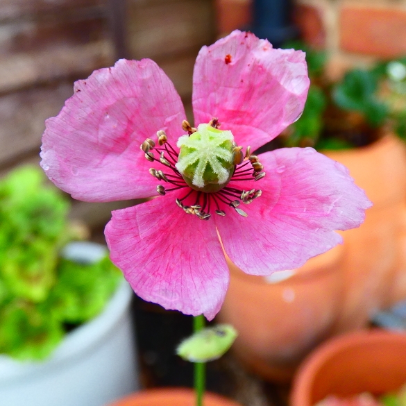 Plant image Papaver dubium subsp. lecoqui var. 'albiflorum'