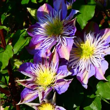 Clematis 'Crystal Fountain'™ evipo038