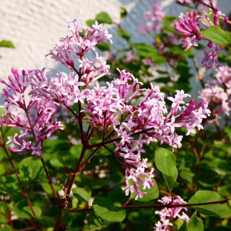 Plant image Syringa meyeri 'Palibin' syn. Syringa palibiniana