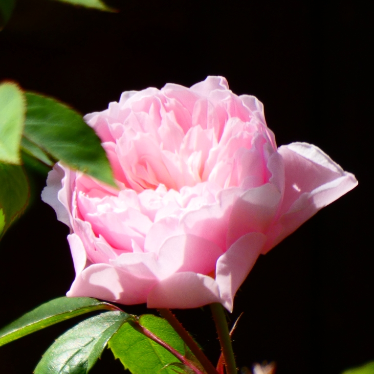 Plant image Rosa 'Wisley 2008'