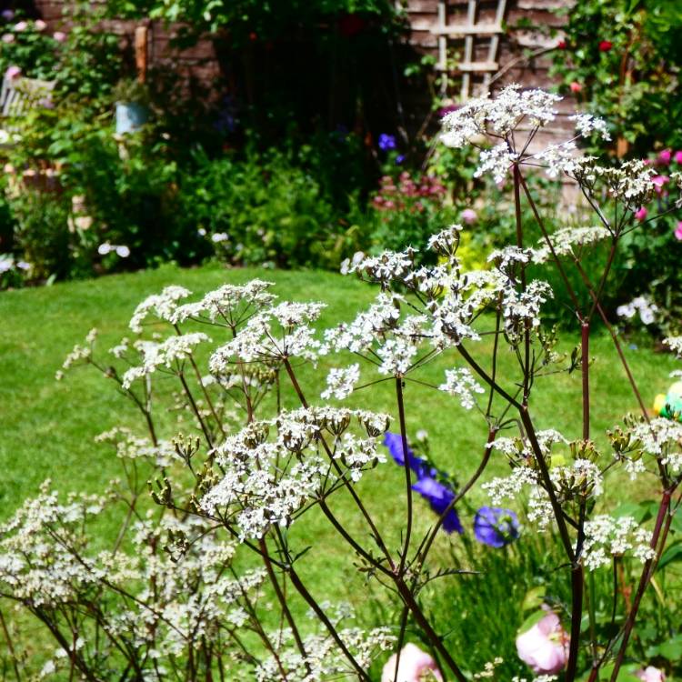 Plant image Anthriscus sylvestris 'Ravenswing'