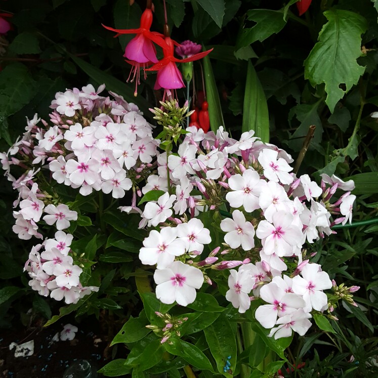 Plant image Phlox maculata 'Reine du Jour'