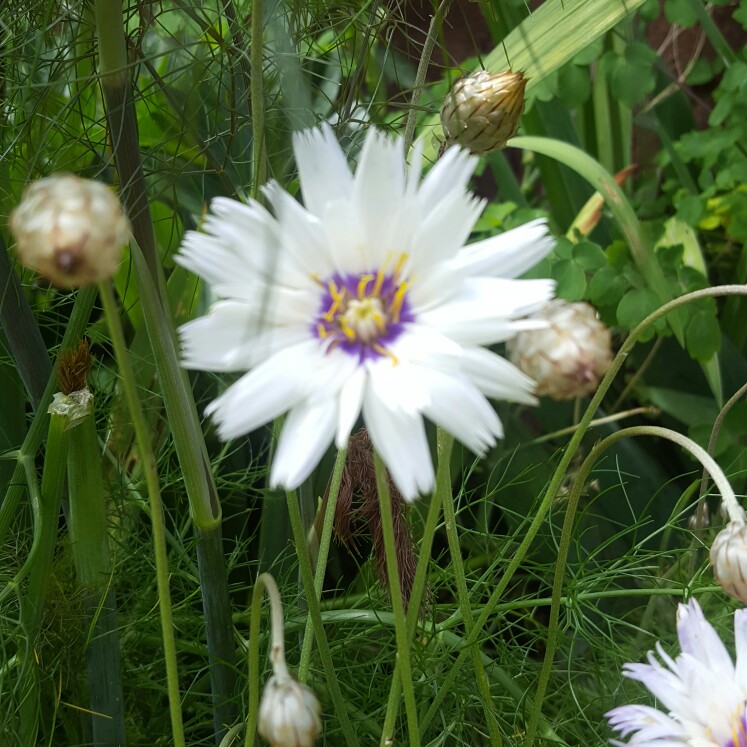 Plant image Catananche Caerulea Alba