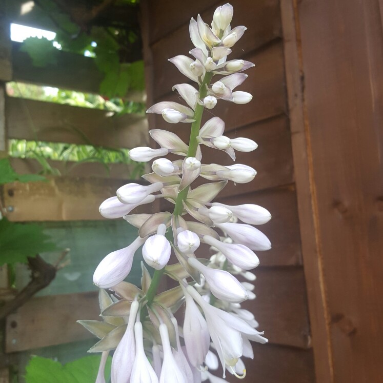 Plant image Hosta 'Blue Angel'