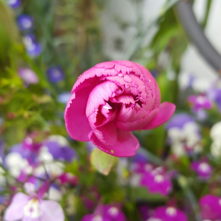 Plant image Dianthus 'Devon Xera 'Firestar'