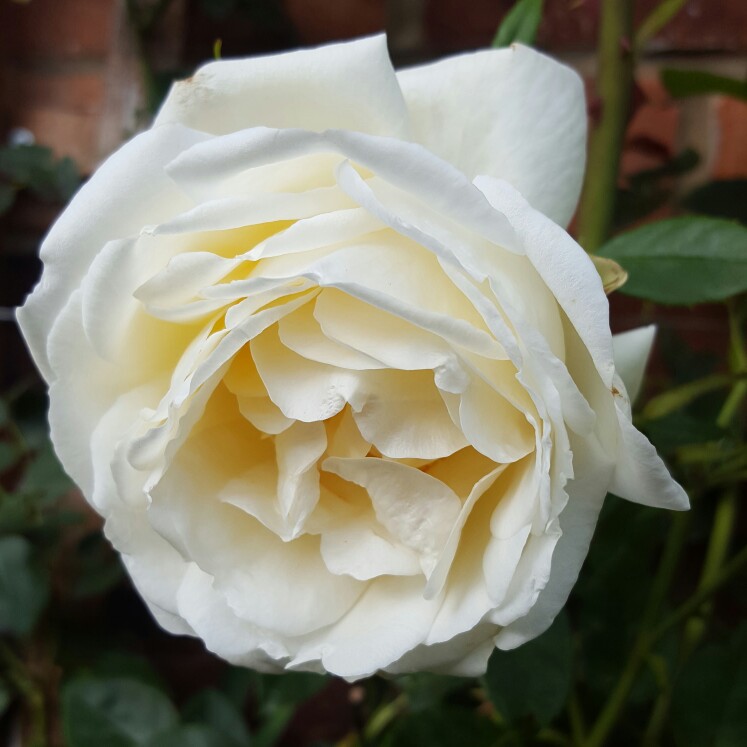 Plant image Rosa 'Creme De La Creme'