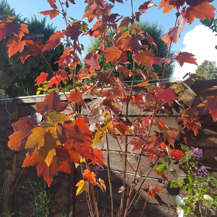 Plant image Acer Rubrum 'Autumn Flame'