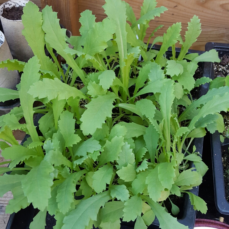 Plant image Papaver paeoniflorum