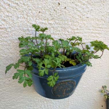 Anemone coronaria De Caen (Mix)