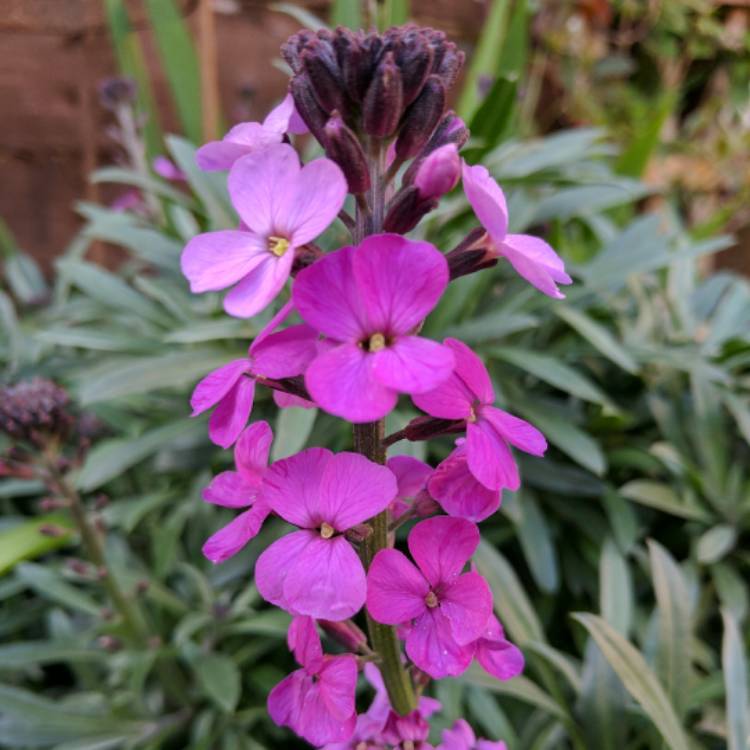 Plant image Erysimum cheiri 'Ivory White'