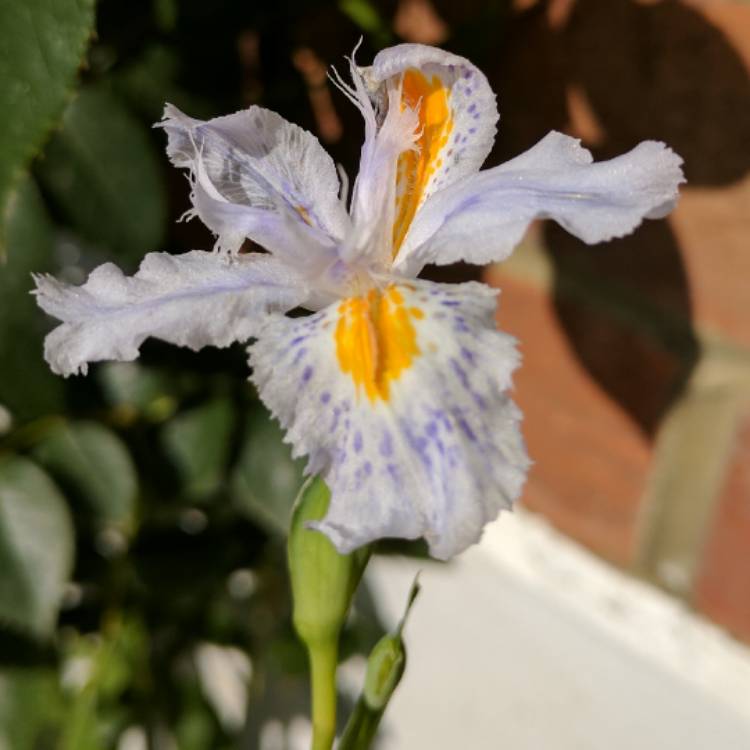 Plant image Iris Japonica 'Eco Easter'