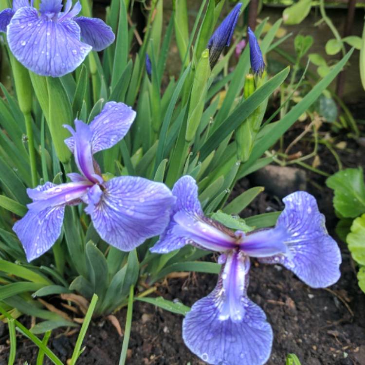 Plant image Iris Setosa 'Baby Blue'