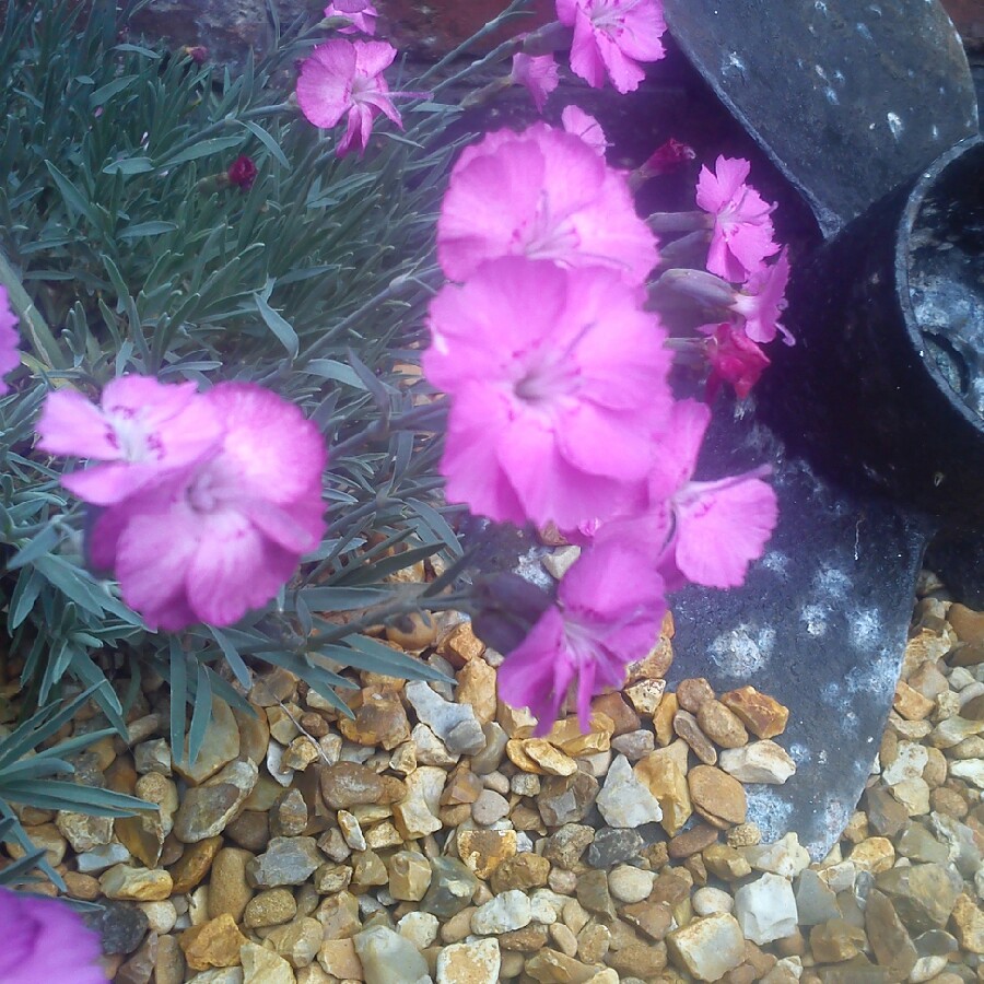 Plant image Dianthus 'Devon Xera 'Firestar'