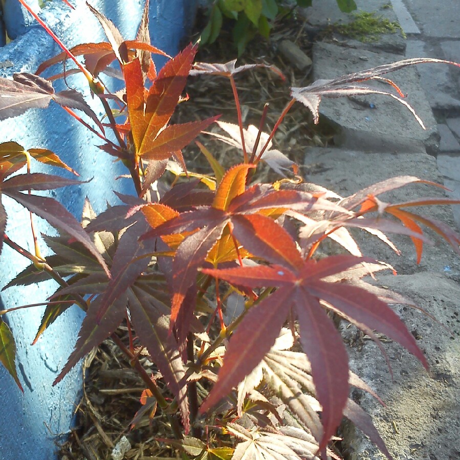 Japanese Maple 'Atropurpureum'