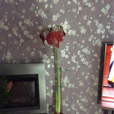 Hippeastrum (Amaryllis)