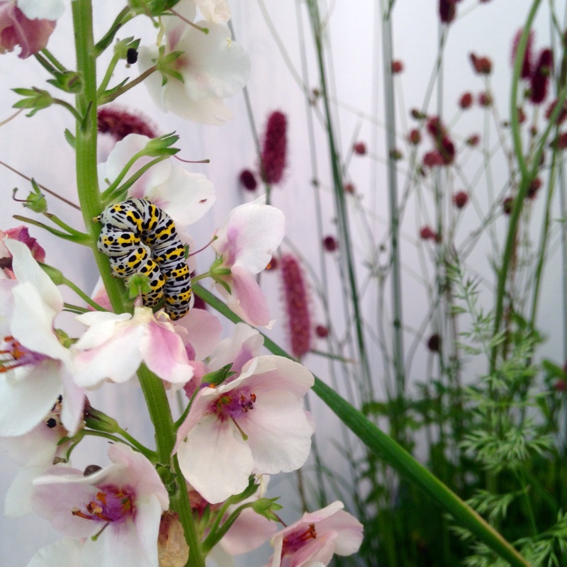 Verbascum lychnitis