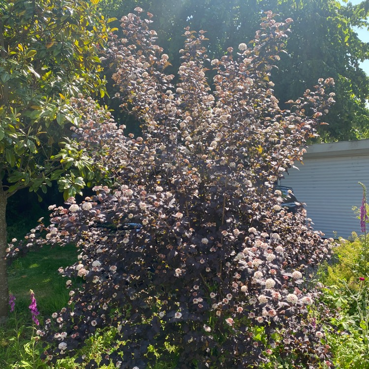 Plant image Physocarpus opulifolius 'Donna May' syn. Physocarpus opulifolius 'Little Devil'