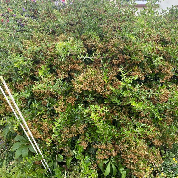 Plant image Spiraea x vanhouttei