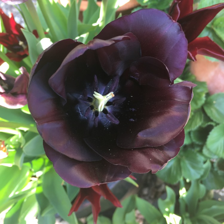 Plant image Tulipa 'Paul Scherer'