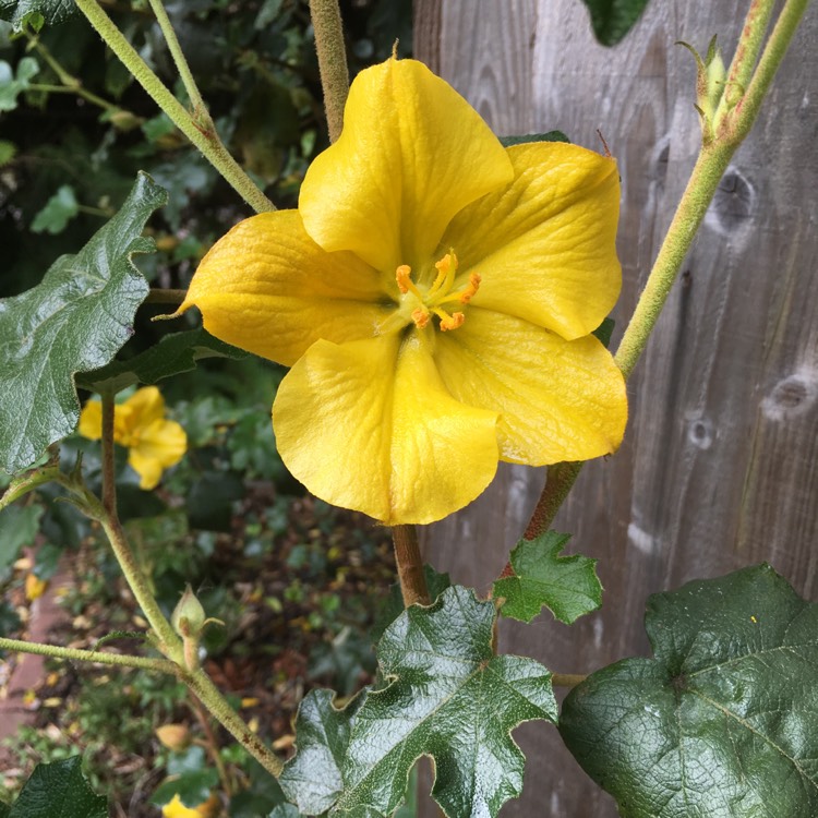 Plant image Fremontodendron 'California Glory'