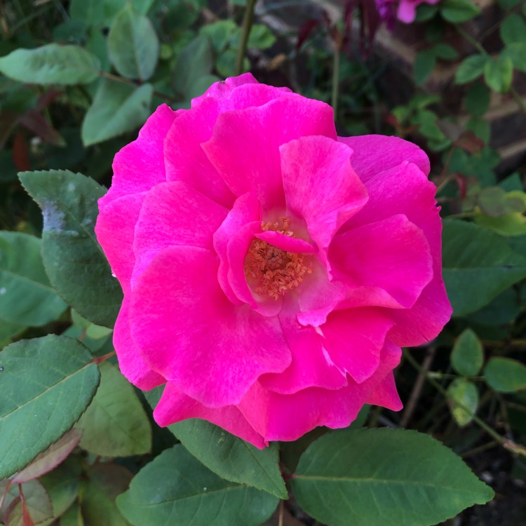 Plant image Rosa 'Zephirine Drouhin'