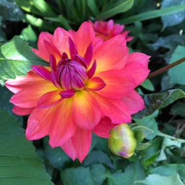 Dahlia 'Firepot'