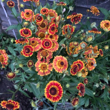 Helenium autumnale Mariachi 'Fuego'