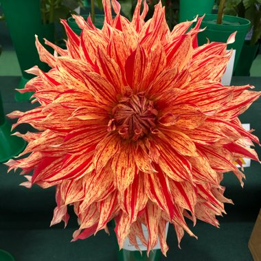 Dahlia (Border Varieties)