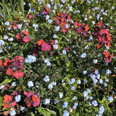 Erysimum 'Red Jep'