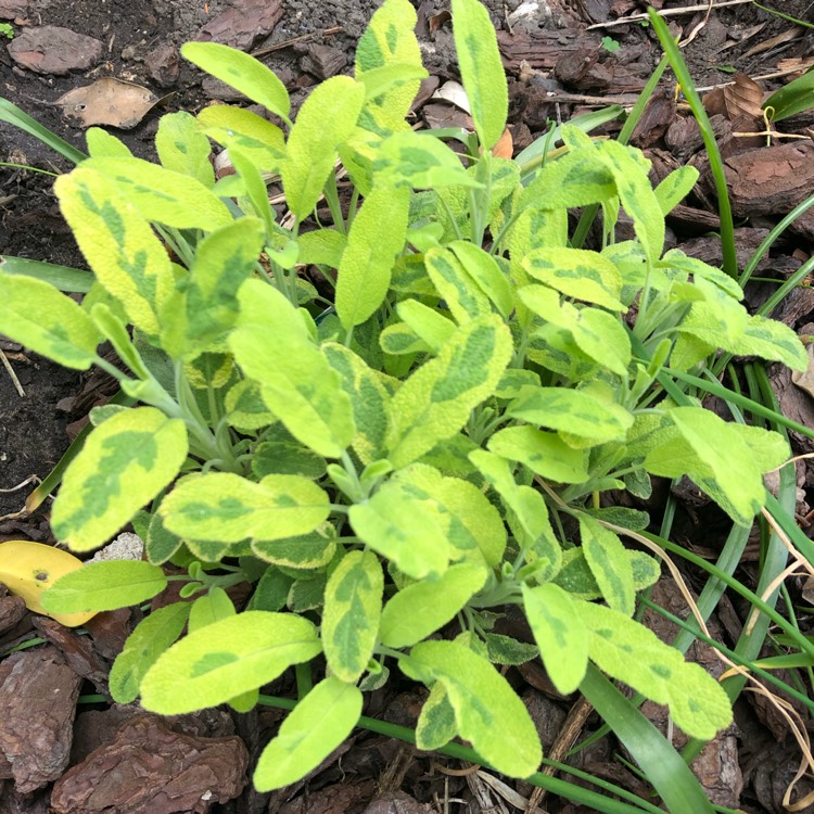 Plant image Salvia officinalis 'Icterina' syn. Salvia officinalis 'Variegata'