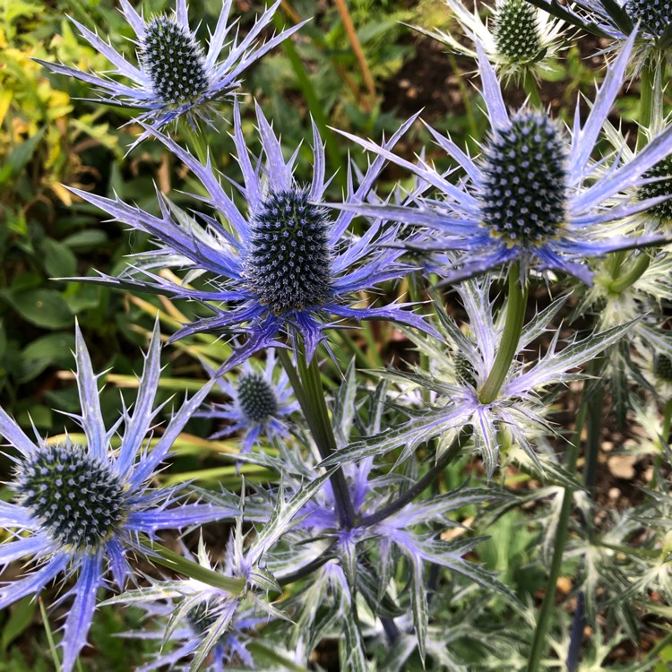 Plant image Eryngium x zabelii 'Jos Eijking' syn. Eryngium 'Sapphire Blue'