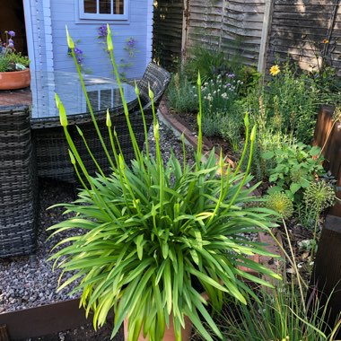 Agapanthus 'Corag02bl' syn. Agapanthus 'L'Amour d'Ete Blue', Agapanthus 'Amourette Blue'