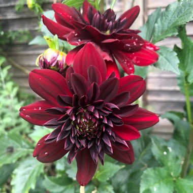 Dahlia 'Arabian Night'