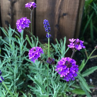 Verbena rigida syn. Verbena venosa