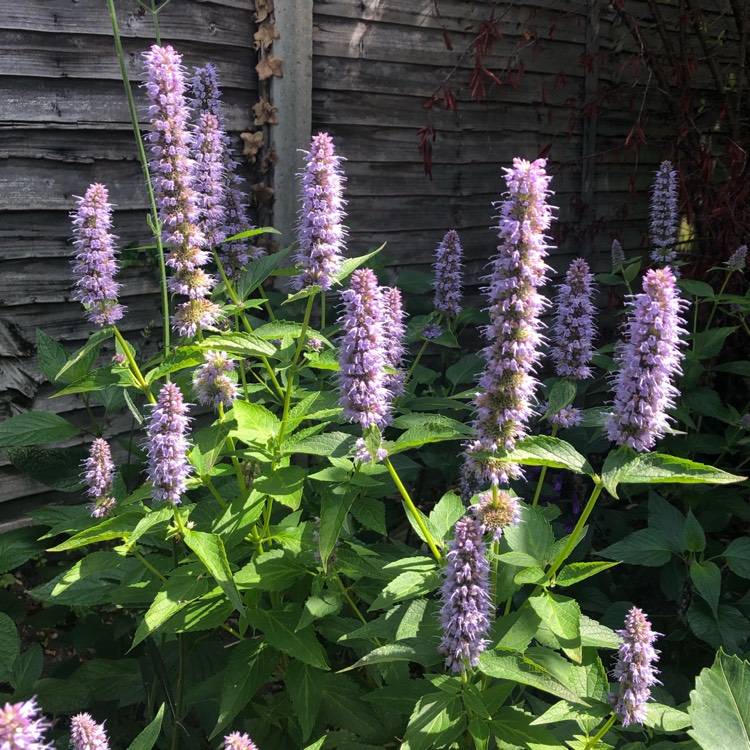 Plant image Agastache 'Blue Fortune'