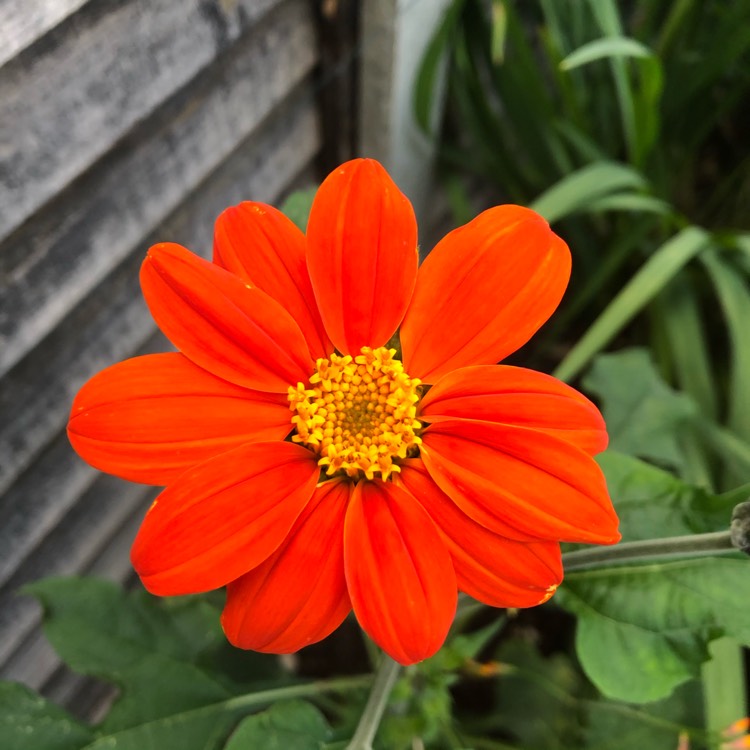 Plant image Tithonia 'Torchlight'