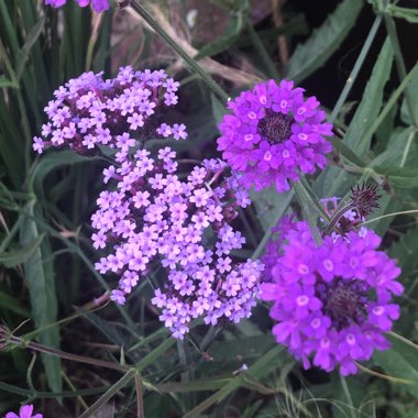 Verbena bonariensis 'Lollipop'