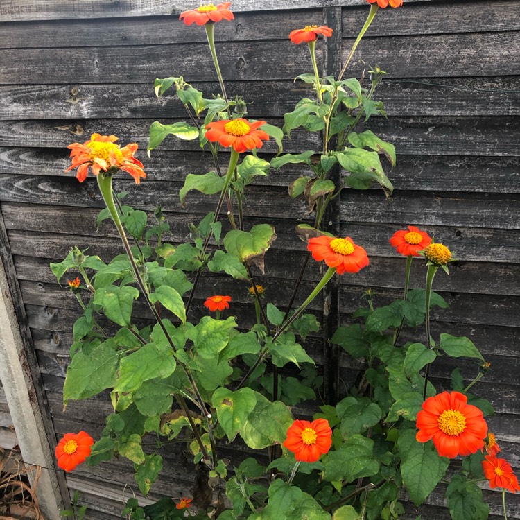 Plant image Tithonia 'Torchlight'