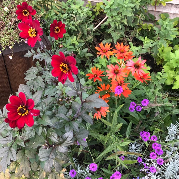 Plant image Echinacea 'Balsomcor' (Sombrero Series) syn. Echinacea 'Sombrero Hot Coral'