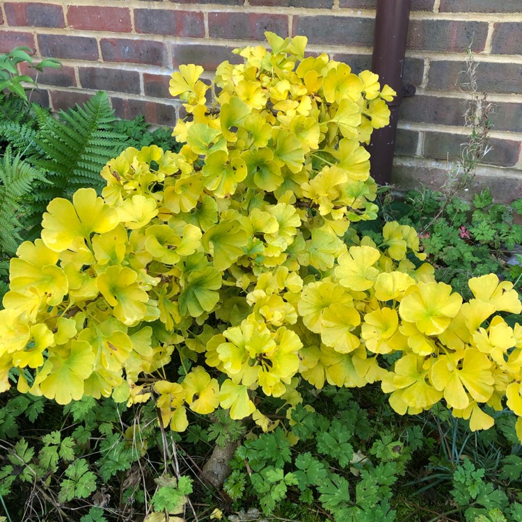 Plant image Ginkgo biloba 'Mariken'