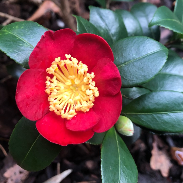 Plant image Camellia x vernalis 'Yuletide'