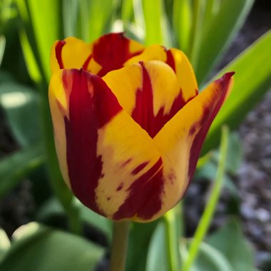 Tulipa 'Helmar'