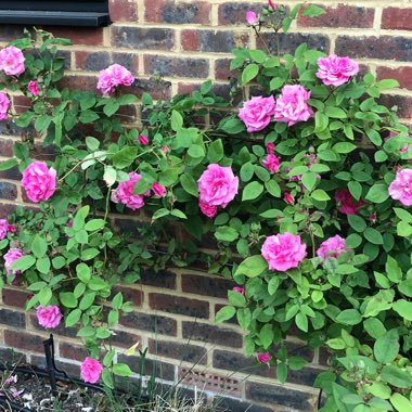 Rosa 'Zephirine Drouhin'