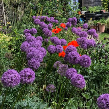 Allium 'Globemaster'